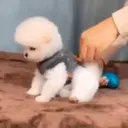 Puppy 卩ㄖ爪乇尺卂几丨卂几 Mov 11