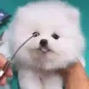 Puppy 卩ㄖ爪乇尺卂几丨卂几 Mov 24