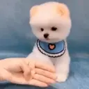 Puppy 卩ㄖ爪乇尺卂几丨卂几 Mov 23