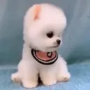 Puppy 卩ㄖ爪乇尺卂几丨卂几 Mov 20