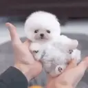Puppy 卩ㄖ爪乇尺卂几丨卂几 Mov 30