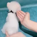 Puppy 卩ㄖ爪乇尺卂几丨卂几 Mov 19