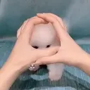 Puppy 卩ㄖ爪乇尺卂几丨卂几 Mov 12
