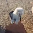 Puppy 卩ㄖ爪乇尺卂几丨卂几 Mov 5