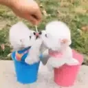Puppy 卩ㄖ爪乇尺卂几丨卂几 Mov 15