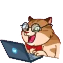MEMES CATS.MOV 5