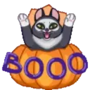 MEMES CATS.MOV 10