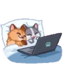 MEMES CATS.MOV 21