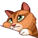 MEMES CATS.MOV 15