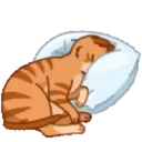 MEMES CATS.MOV 13