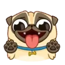 PENNY Pug 17
