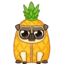 PENNY Pug 6