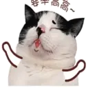 ️FaceCat 11