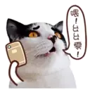 ️FaceCat 5
