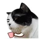 ️FaceCat 10