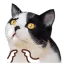 ️FaceCat 16