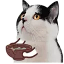 ️FaceCat 19