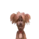 ️Hacker T dog and Dodge MOV 2