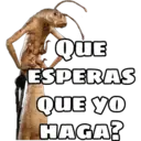 Variados chilos 13