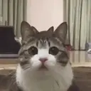 Cats 2   Mov DZ 18