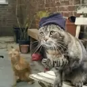 Cats 2   Mov DZ 11