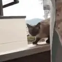 Cats 2   Mov DZ 8