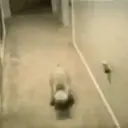 Cats 2   Mov DZ 28