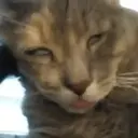 Cats 2   Mov DZ 10