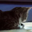 Cats 2   Mov DZ 16