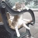 Cats 2   Mov DZ 14