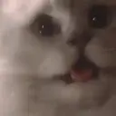 Cats 2   Mov DZ 7