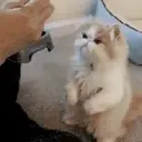 Cats 2   Mov DZ 24