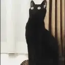 Cats 2   Mov DZ 20