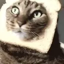 Cats 2   Mov DZ 9