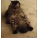Cats 2   Mov DZ 5