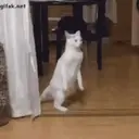 Cats 2   Mov DZ 17