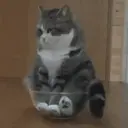Cats 2   Mov DZ 1