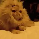 Cats 2   Mov DZ 29