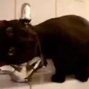 Cats 2   Mov DZ 26