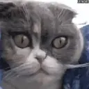 Cats 2   Mov DZ 15