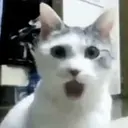 Cats 2   Mov DZ 2