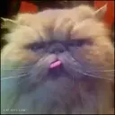 Cats 2   Mov DZ 3