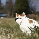 Cats 2   Mov DZ 6