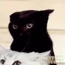 Cats 2   Mov DZ 13