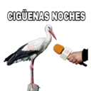 CIGÜENAS NOCHES