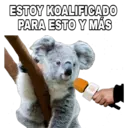 ESTOY KOALIFICADO PARA ESTO Y MÁS