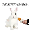 CONEJO NO SE JUEGA
