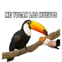 ME TUCAN LOS HUEVOS