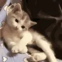 Cats   Mov DZ 22