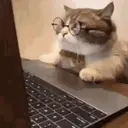 Cats   Mov DZ 18